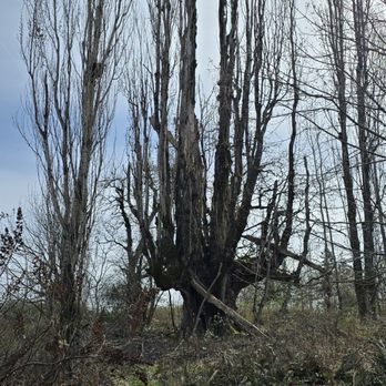 Powell Butte Nature Park - Lombardy Poplar last week of winter ;) - Parks Near Me - Portland, Oregon
