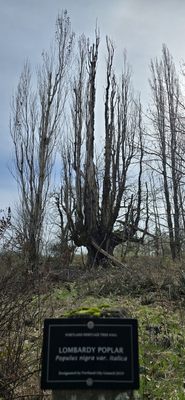Powell Butte Nature Park by null
