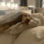 Photo of Wags & Whiskers Pet Services
