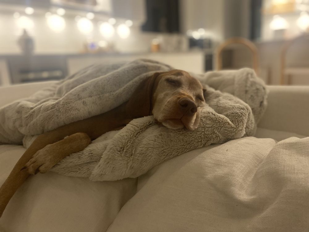 WAGS & WHISKERS PET SERVICES Updated August 2024 Boynton Beach