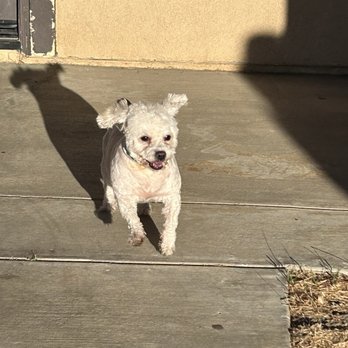 The Dogsmith - and this is him after - Pet Groomers Near Me - Palmdale, California The Dogsmith - and this is him after - Pet Groomers Near Me - Palmdale, California
