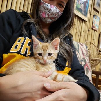 Aloha Kitty Cafe - Pet Adoption Near Me - Kailua, Hawaii Aloha Kitty Cafe - Pet Adoption Near Me - Kailua, Hawaii