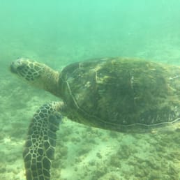 Turtle Friend! Turtle Friend!