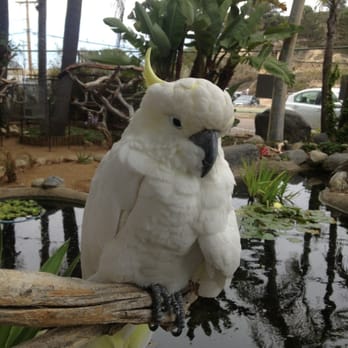 Free Flight - Animal Shelters Near Me - Del Mar, California Free Flight - Animal Shelters Near Me - Del Mar, California