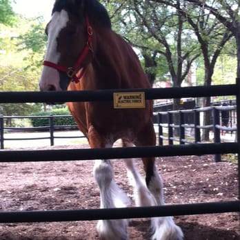 Budweiser Brewery Experience - Jake, the biggest Clydesdale they have at the moment! - Beer Tours Near Me - Saint Louis, Missouri Budweiser Brewery Experience - Jake, the biggest Clydesdale they have at the moment! - Beer Tours Near Me - Saint Louis, Missouri