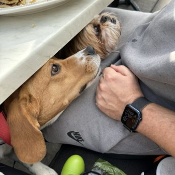 Eat Chow - Pups enjoyed the pancakes as well - Breakfast & Brunch Near Me - Costa Mesa, California