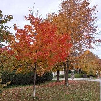 Byron Linear Tramway Park - Autumn colours along the Byron Linear Tramway Park. - Parks Near Me - Ottawa, Ontario