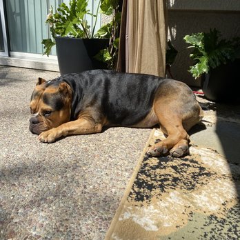 Banfield Pet Hospital - Dr Nguyen saw fit to put Kash on a diet. - Veterinarians Near Me - Antioch, California