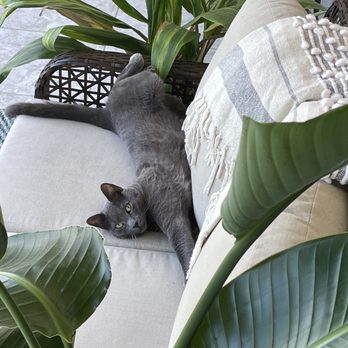 Naples Paradise Pet Sitters - Pet Sitting Near Me Naples Paradise Pet Sitters - Pet Sitting Near Me