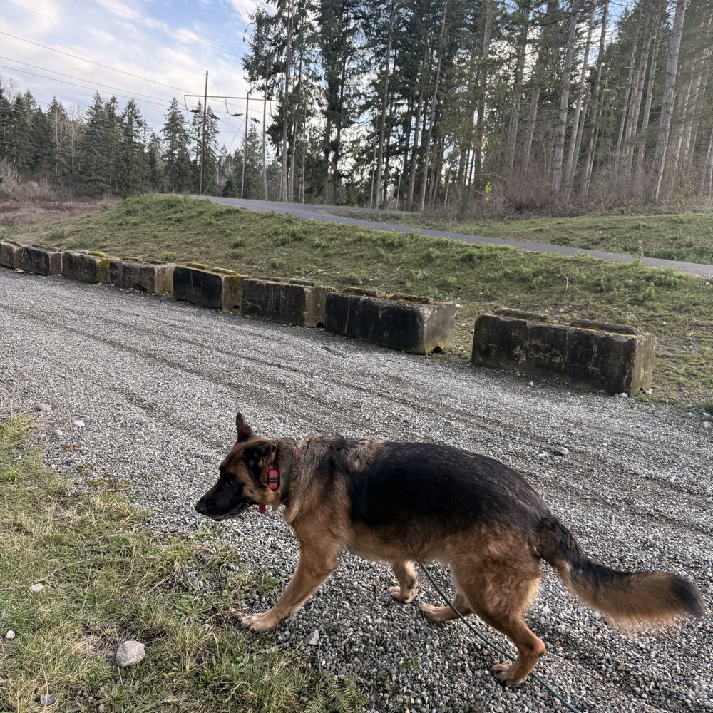 K9 Trail Trotter & Training Services - Pet Training Near Me - Tacoma, Washington K9 Trail Trotter & Training Services - Pet Training Near Me - Tacoma, Washington