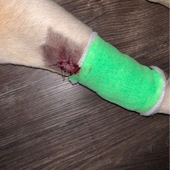 PetSmart - The cut is bigger,the green stuff wrapped around it was covering it There were about 7 sutures in total. - Pet Stores Near Me - Dallas, Texas PetSmart - The cut is bigger,the green stuff wrapped around it was covering it There were about 7 sutures in total. - Pet Stores Near Me - Dallas, Texas