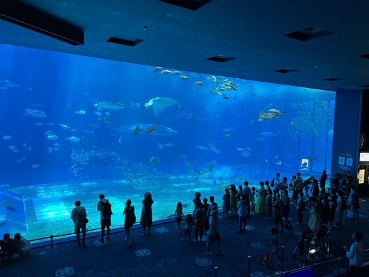 Okinawa Churaumi Aquarium by null
