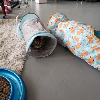 Pawsitivitea CNY - a cat playing in a cat tunnel - Themed Cafes Near Me - Syracuse, New York Pawsitivitea CNY - a cat playing in a cat tunnel - Themed Cafes Near Me - Syracuse, New York