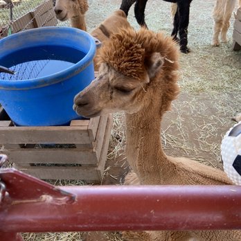 Double G Alpacas - Attraction Farms Near Me - Sierra Vista, Arizona Double G Alpacas - Attraction Farms Near Me - Sierra Vista, Arizona