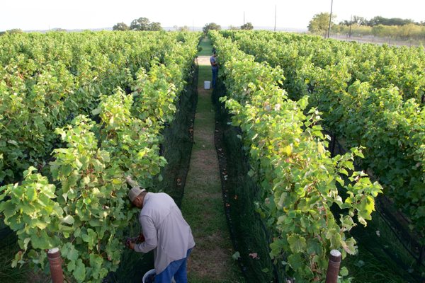 Adega Vinho Winery by null