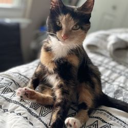 SAYv Animal Organization - CoCo Chanel