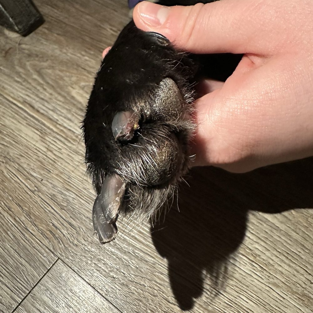 Pet Supplies Plus - Spring - Her nail that was "solely her fault" - Pet Groomers Near Me - Spring, Texas