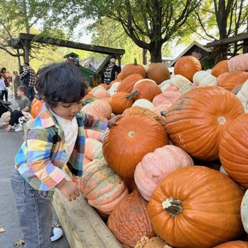 Bengtson's Pumpkin Fest - Festivals Near Me - Homer Glen, Illinois