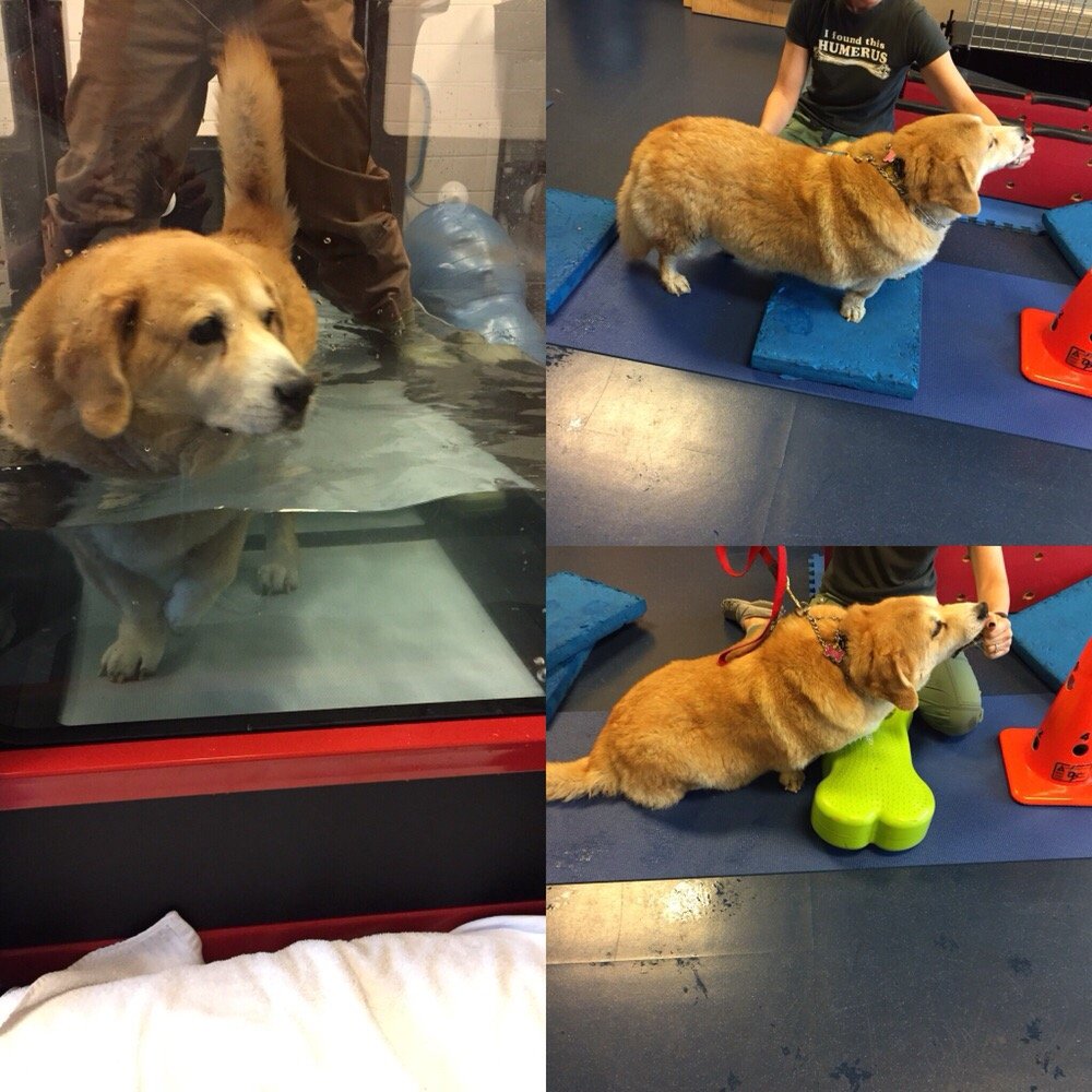 Integrative Pet Care 2019 All You Need to Know BEFORE