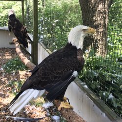 Treehouse Wildlife Center - Injured bald eagles in an outdoor cage.