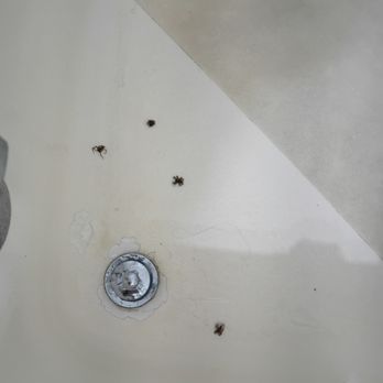Budget Host Inn - These were the sliders I found in the shower. This was after I sprayed them. They were huge! - Hotels Near Me - Detroit Lakes, Minnesota Budget Host Inn - These were the sliders I found in the shower. This was after I sprayed them. They were huge! - Hotels Near Me - Detroit Lakes, Minnesota
