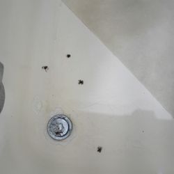 Budget Host Inn - These were the sliders I found in the shower. This was after I sprayed them. They were huge!