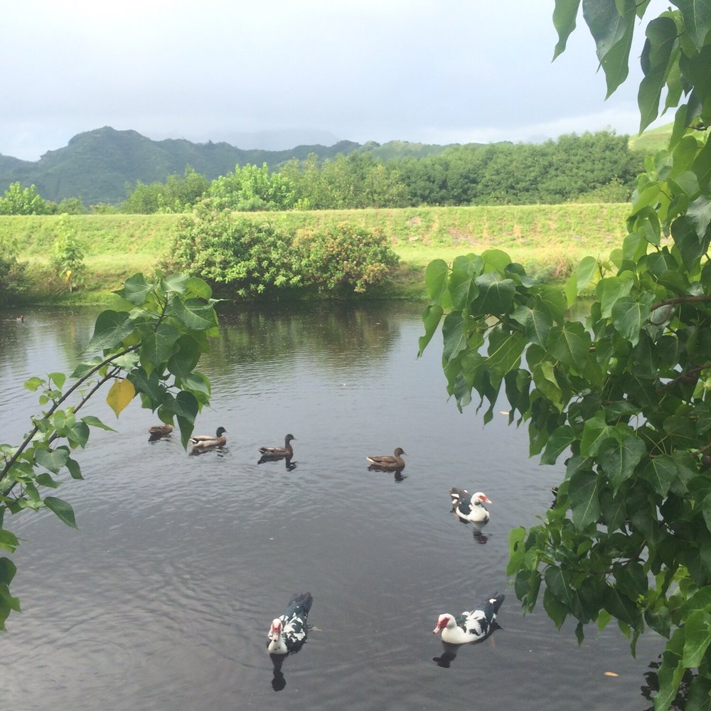 Kawainui Marsh Trail - Hiking Near Me - Kailua, Hawaii