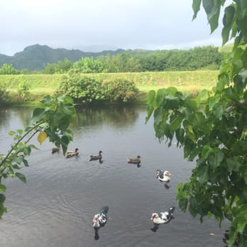 Kawainui Marsh Trail - Hiking Near Me - Kailua, Hawaii