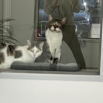 Cat Boarding by Nourish - Villa looking into the lobby - Pet Stores Near Me - Houston, Texas