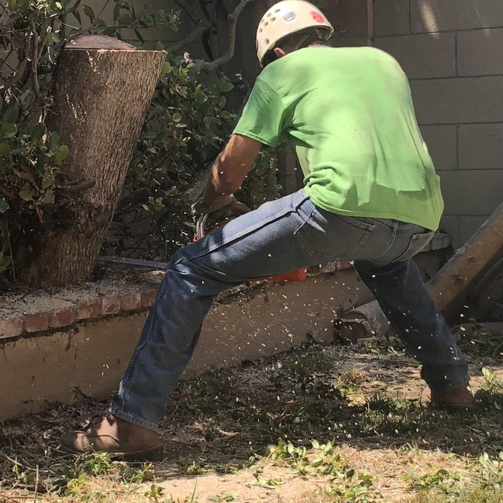 SkyHook tree climbing trimming removing - Tree Services Near Me - Menifee, California SkyHook tree climbing trimming removing - Tree Services Near Me - Menifee, California