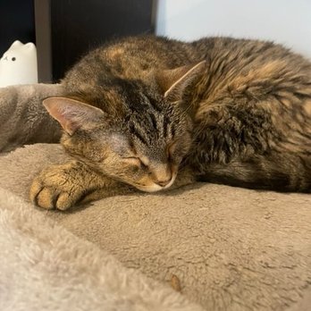 affoGATO Cat Café - Themed Cafes Near Me - Cleveland, Ohio