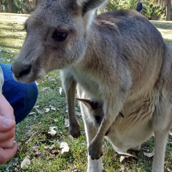 Morisset Park - Mom + Kangaroo Baby - Parks Near Me - Morisset Park, NSW