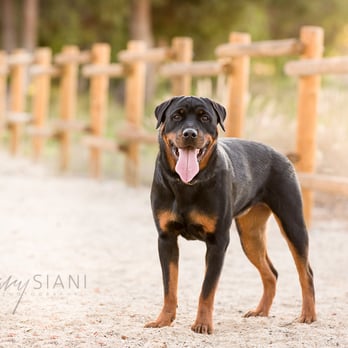 The Sage Hound - Pet Photography Near Me The Sage Hound - Pet Photography Near Me