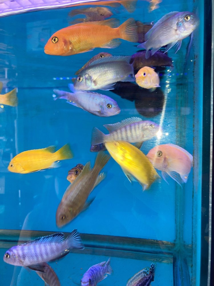 1ST CLASS AQUARIUM Updated September 2024 27 Photos & 14 Reviews 1167 Bay St, Staten