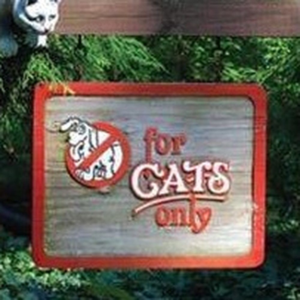 For Cats Only - Pet Sitting Near Me - Chardon, Ohio