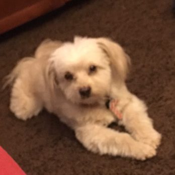 Acton Veterinary Clinic - Sora is feeling much better - Veterinarians Near Me - Acton, California Acton Veterinary Clinic - Sora is feeling much better - Veterinarians Near Me - Acton, California
