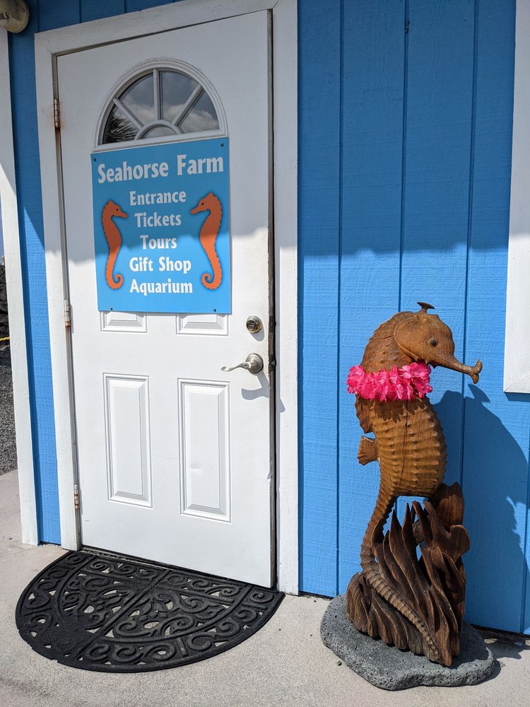 OCEAN RIDER SEAHORSE FARM 422 Photos & 160 Reviews 734388 Ilikai