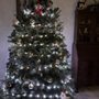 Photo of Rick’s Christmas Trees