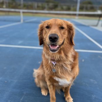 Island Dog Obedience - Pet Training Near Me - Honolulu, Hawaii Island Dog Obedience - Pet Training Near Me - Honolulu, Hawaii