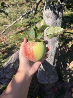 Dr Davies Farm by null