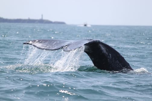 Whale's Tail Charters by null