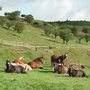 Photo of Welsh Pit Ponies Centre