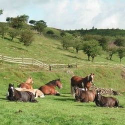 Welsh Pit Ponies Centre - Some of the ponies enjoying the morning sunshine.