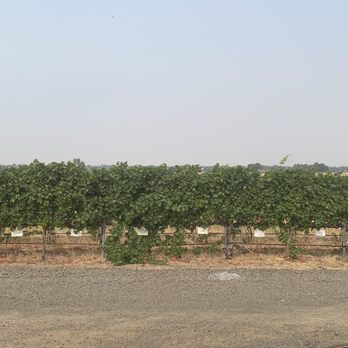 Pepper Bridge Winery - Walla Walla Valley - Vineyards w the names of wine club members - Wine Tasting Room Near Me - Walla Walla, Washington