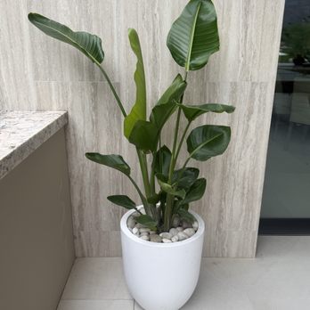 The Potted Gardens - Fiber Cement Vase in White - Nurseries & Gardening Near Me - Seattle, Washington The Potted Gardens - Fiber Cement Vase in White - Nurseries & Gardening Near Me - Seattle, Washington