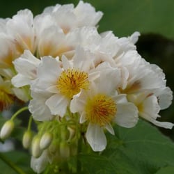 Botanischer Garten
