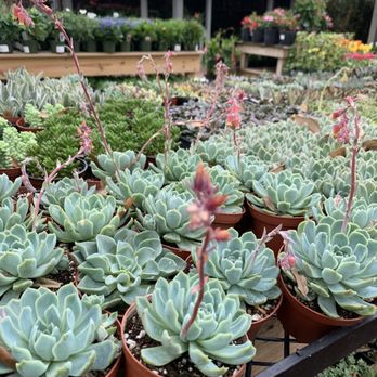 Thompson + Hanson - Assorted succulents - Nurseries & Gardening Near Me - Houston, Texas