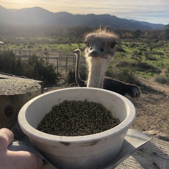 Ostrichland USA - Attraction Farms Near Me - Solvang, California
