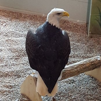 National Eagle Center - Bald eagle - Museums Near Me - Wabasha, Minnesota