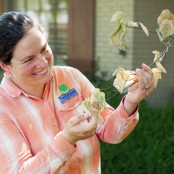 Texas Tree Surgeons - Tree Services Near Me - Garland, Texas Texas Tree Surgeons - Tree Services Near Me - Garland, Texas